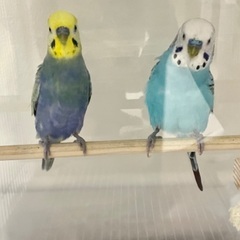 お利口さん　セキセイインコ 2羽