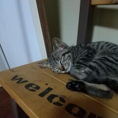 キジトラ一ヶ月ぐらいの子猫ちゃん　メス　里親さん見つかりました − 岡山県