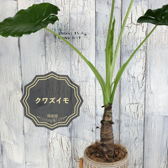 クワズイモ　 観葉植物