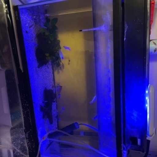 水槽、熱帯魚一式