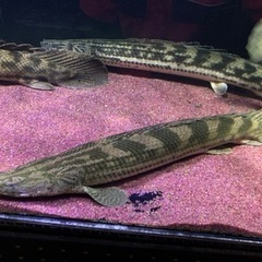 ポリプテルス sp.ナイジェリア 50㎝±