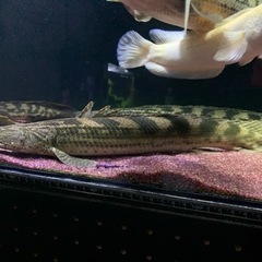 ポリプテルス ナイジェリアSP ポリプテルス sp.ナイジェリア 50㎝±