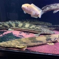 9月末まで　ポリプテルスエンドリケリー　60㎝±