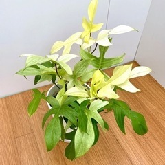 小さい株　レア　観葉植物　フィロデンドロン　フロリダゴースト