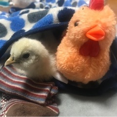 鶏・ひよこを飼い始めたい方にアドバイスします。 - 手伝いたい/助けたい