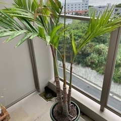 【植物】椰子の木　6月10日迄