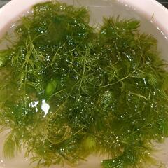 日本産の水草(無料)