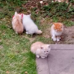 毛の長めの子猫達です（飼い主不在　確認済）