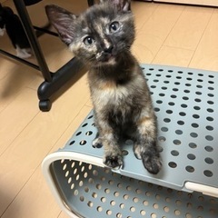 生後2ヶ月 サビ猫ちゃんの画像