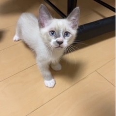 生後2ヶ月 サビ猫ちゃん − 沖縄県