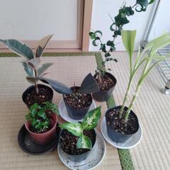 ☆確定☆6点セット観葉植物★②★