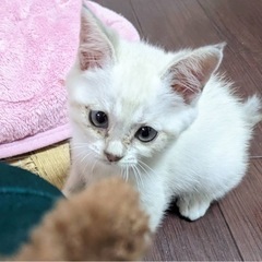 生後約2ヶ月ぐらいの白猫ちゃん⭐︎(募集停止中)