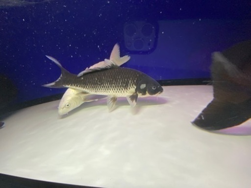 期間限定値下げ！2匹で9,800円 錦鯉 品評会レベル 2匹セット