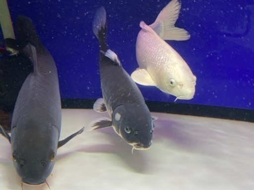 期間限定値下げ！2匹で9,800円 錦鯉 品評会レベル 2匹セット