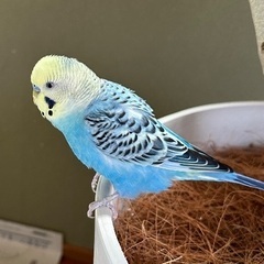 セキセイインコ 一歳（♂） 里親募集