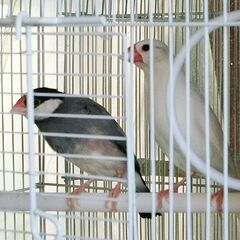 桜文鳥と白文鳥