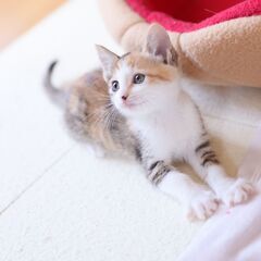 お茶目な三毛猫（女の子）姉妹でお迎えくださる方を優先します