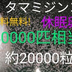 【ネット決済・配送可】送料無料!　タマミジンコ　休眠卵　4000...