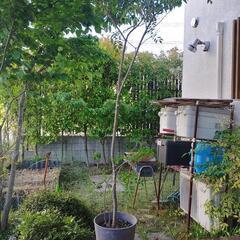 シマトネリコ　鉢植え