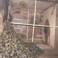＜都内限定＞日本ミツバチ分蜂群、巣箱ごとお譲りします
