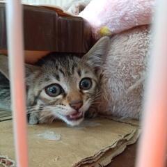 【受付停止】お目目クリクリの生後1ヶ月半くらいの子猫ちゃん