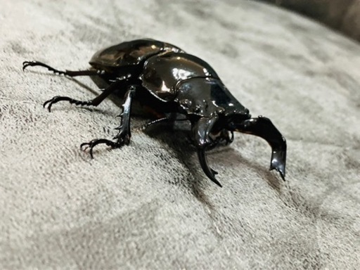 タランドゥスオオツヤクワガタ ②