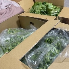 野菜【6/10収穫分予約】