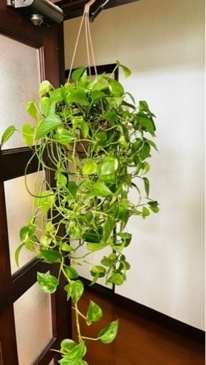 受け渡し決まりました。【観葉植物】ポトス。ボリュームあります。