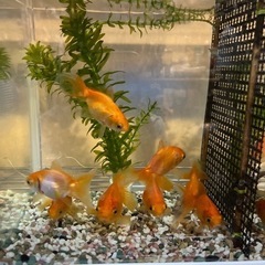 金魚 8匹
