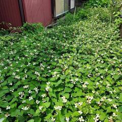 どくだみ草　無農薬・除草剤無し　