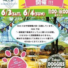 保護犬譲渡会