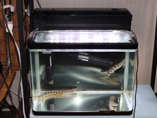 高輝度ＬＥＤ搭載！４５ｃｍ水槽セット！コトブキ プログレ450　/　熱帯魚、曲げガラス水槽　ビオトープ　アクアリウム