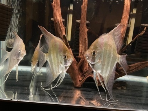 アルタムエンゼル(コロンビア)XXLサイズ5匹 3段水槽セット売り 【公式 
