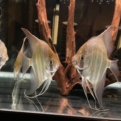 アルタムエンゼル(コロンビア)XXLサイズ4匹　3段水槽セット売り【価格はご相談下さい】 アルタムエンゼル(コロンビア)XXLサイズ4匹 3段水槽セット売り【価格