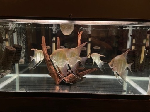 アルタムエンゼル(コロンビア)XXLサイズ5匹 3段水槽セット売り