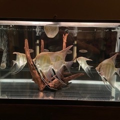 アルタムエンゼル(コロンビア)XXLサイズ4匹　3段水槽セット売り【価格はご相談下さい】 アルタムエンゼル(コロンビア)XXLサイズ4匹 3段水槽セット売り【価格