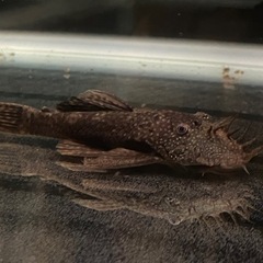 アルタムエンゼル(コロンビア)XXLサイズ4匹 3段水槽セット売り【価格