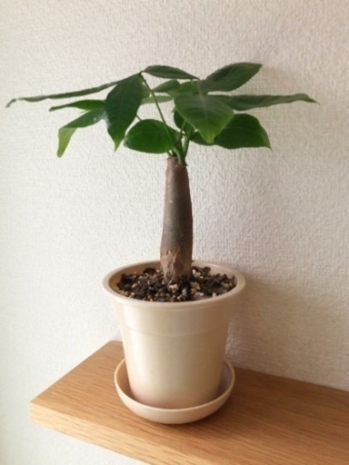 観葉植物　パキラ(42)　27cm　ナチュラルカラーの3.5号の鉢と受け皿付き