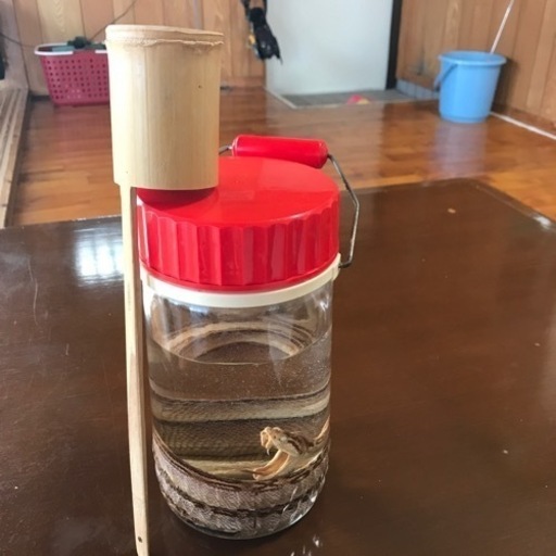 ハブ酒 竹尺付