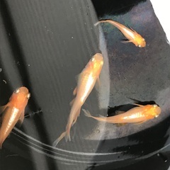 ★メダカの稚魚を差し上げます。