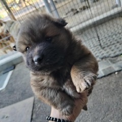 一時停止します！子犬4匹→1匹保護してます。家族にしてあげてくだ...