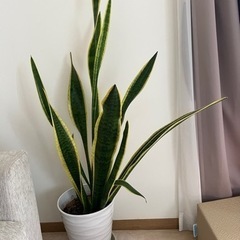 サンスベリア　観葉植物　国産　高品質陶器の植木鉢