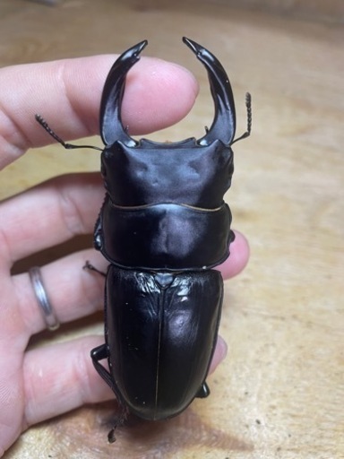 オオクワガタ　能勢YG血統　♂83mm ♀57mm