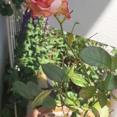 薔薇の苗② 花弁の先がピンクの薔薇