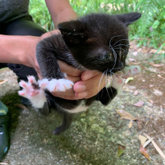 ブルーの目の黒猫ちゃん（白い部分あり）５月５日生まれ