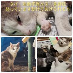 3ヶ月の子ネコ3匹と大人猫2匹保護しています。茨城県古河市周辺の方 - 猫