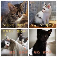 3ヶ月の子ネコ3匹と大人猫2匹保護しています。茨城県古河市周辺の方 - 古河市