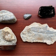 化石　セット　fossil 魚の化石　アンモナイト