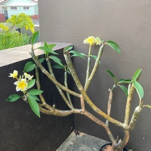 プルメリア鉢植え