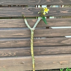 プルメリア鉢植え（黄色い花）